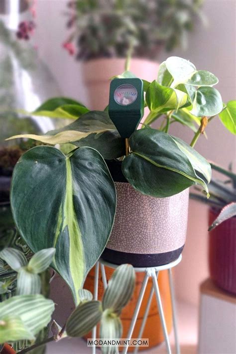 custom philodendron moisture meter|moisture meter for plant care.